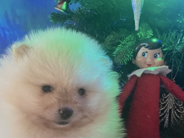 Pomeranian – Beautiful Pomeranian puppies for sale