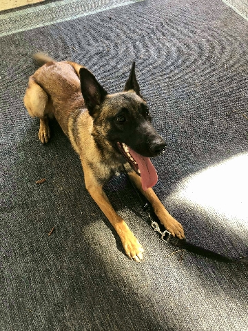 Purebred Belgian Malanois - Mozzie