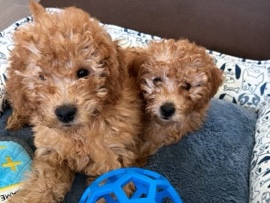 Mini golden doodle