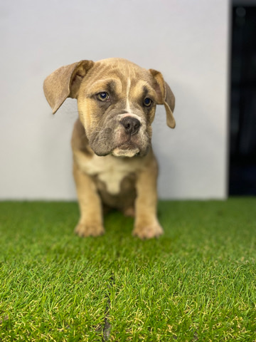 Ukc American Bully Puppy’s