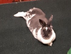 Rex – Selling my rabbit