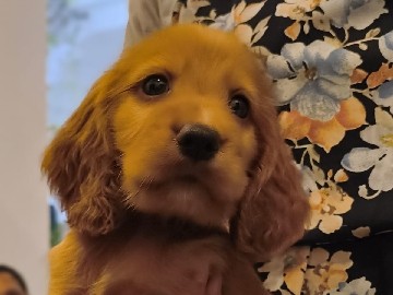 English Cocker Spaniel – Cocker Spaniel English