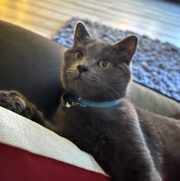 British Shorthair – British shorthair x domestic shorthair male