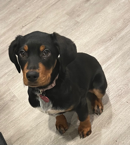 Doberman Pinscher – Doberman mix puppy