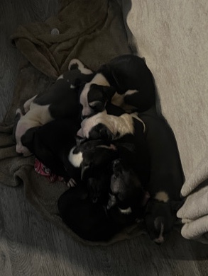 American Bulldog – pitbully