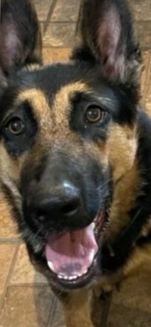 3 year German Shepherd/Blue Healer mix