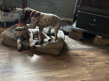  German shorthair pointers 