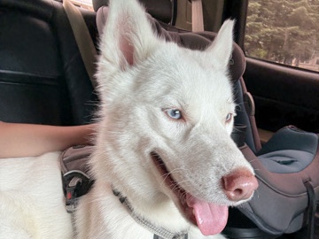 Siberian Husky - Coco available for adoption in Springfield