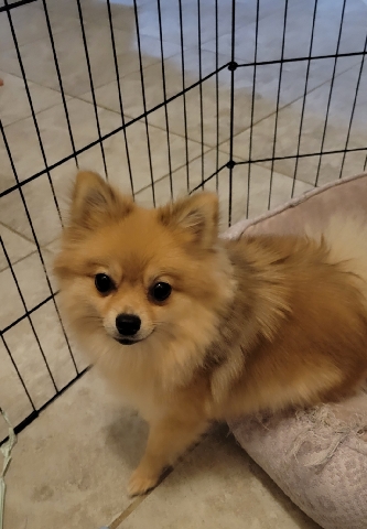 Pomeranian – Toy / Small breed Female