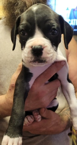 Boxer – AKC Boxer Puppies