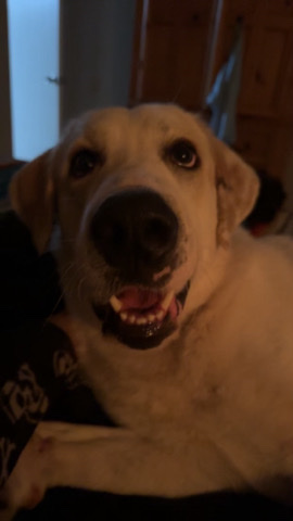 Labrador Retriever – Rehoming