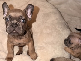 French Bulldog – Lilac Fawn Französische Bulldoggen Welpen – Augsburg