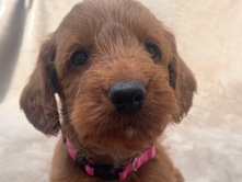 Labradoodle – beautiful miniature F1b labradoodle puppies. – Swansea