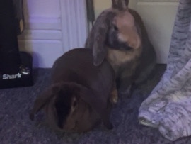 two bonded male rabbits – Chichester