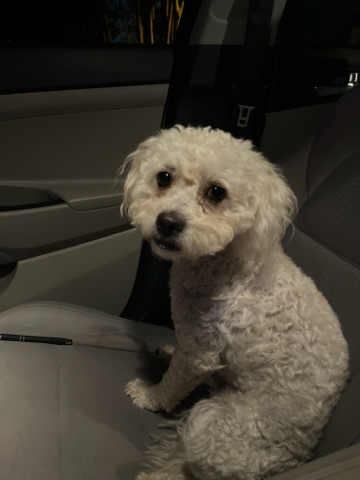 Poodle – cute small dog !