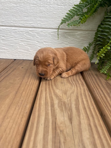 Golden Retriever – golden retriever puppies
