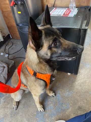 Belgian Shepherd Dog (Malinois) – Belgian Malinois