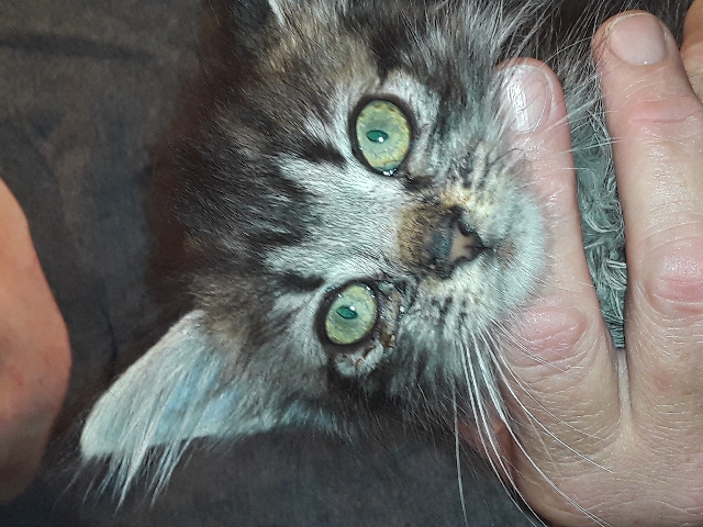 Anna's kittens