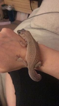 female leopard gecko