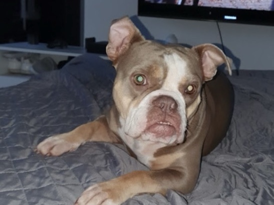 Olde English Bulldogge - 🌹old englisch Bulldog Hündin 🌹 available for adoption in Hofheim am Taunus