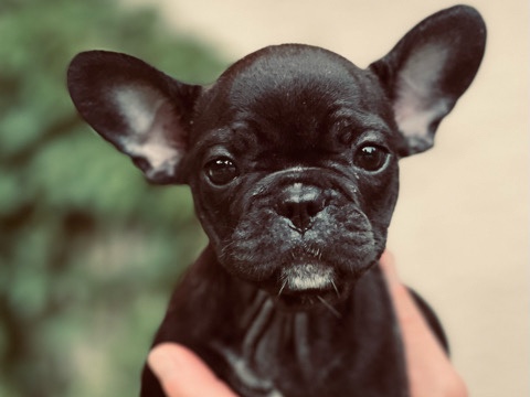 French Bulldog – Bullet – Blacklick