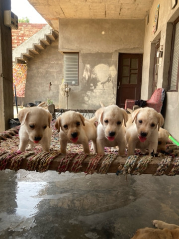Labrador Retriever – labrdor pupy *** male *** de female