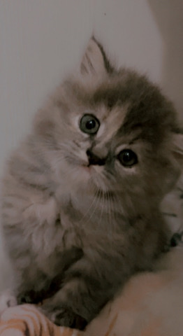Persian (Modern) – persina kitten