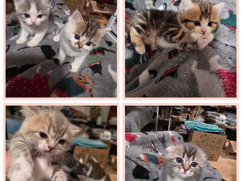 Scottish Fold – Adorable Scottish Fold and Straight Kittens – Germantown