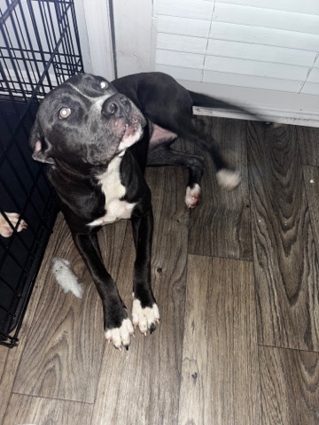 American Pit Bull Terrier – Pit Bull looking for a happy home