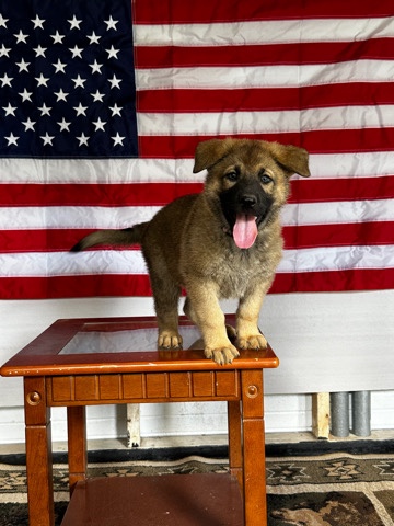 German Shepherd – German Shepherd Pups