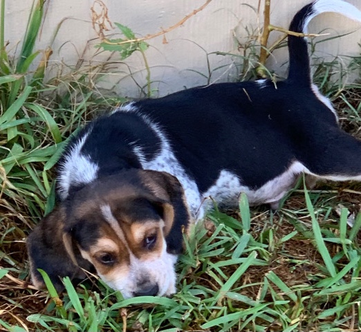 Beagle – Beagle puppies