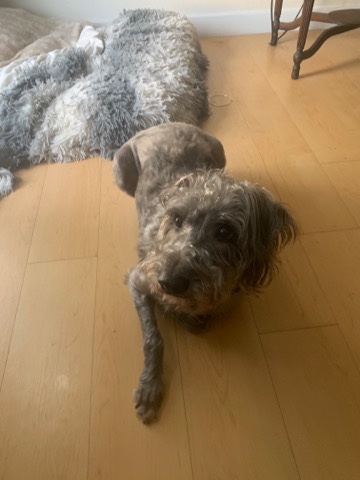 Labrador Retriever – Labradoodle