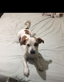 Jack Russell Terrier – Jack Russel Terrier Smooth (Hailey)