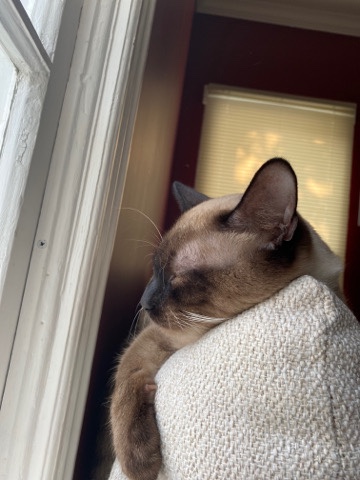 Siamese – cat for sale