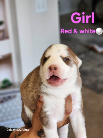 2 girl, 2 boys Siberian huskies for sell