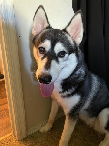 Siberian Husky – Siberian Husky