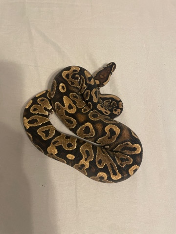 yellow belly leopard ball python