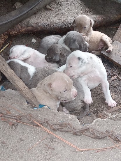 Blue pit pups