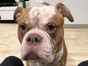 American Bulldog – or loving American bulldog Bully