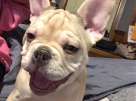 French Bulldog – Gucci The Frenchie – Elmhurst