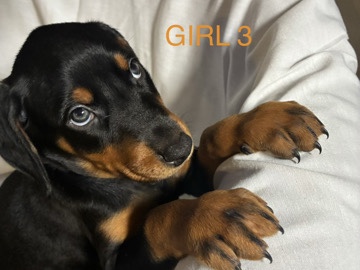 Doberman Pinscher – Doberman Pinscher Puppies for Sale – 8 Weeks Old in Sandy Springs – Sandy Springs