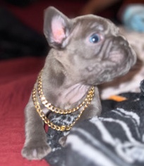 French Bulldog – beautiful boy grey frenchie