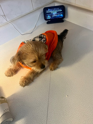 Yorkshire Terrier – yorkie