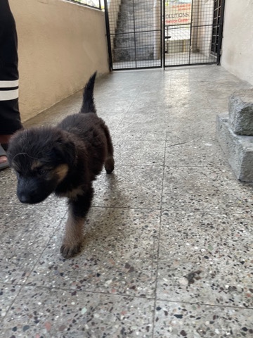 German shepherd