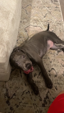 American Pit Bull Terrier – pitbull