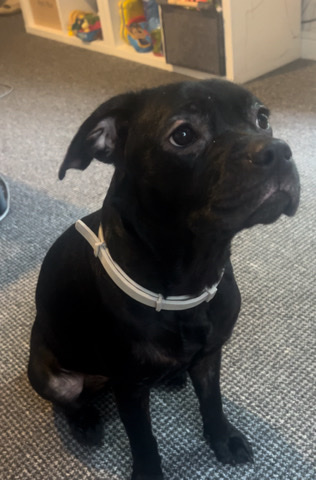 Labrador Retriever – lab cross frenschie