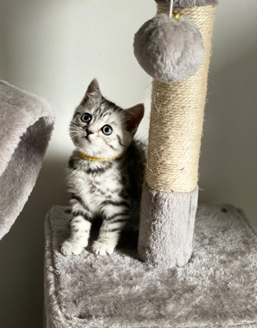 kitten