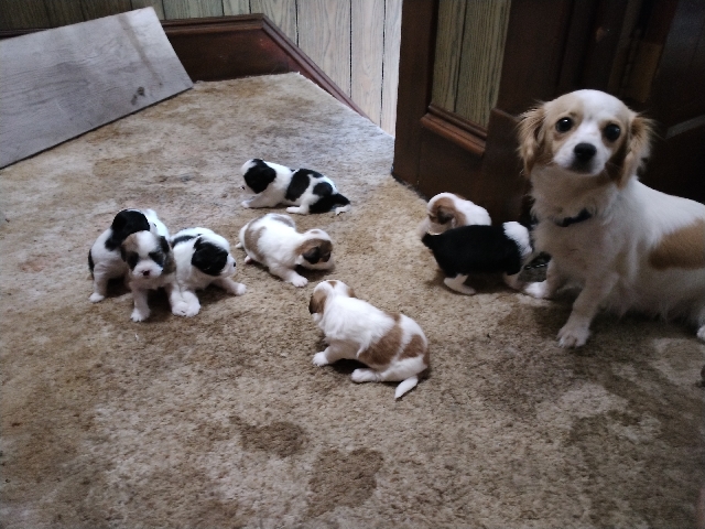 Shih Tzu – Shih Tzu mix puppies for sale