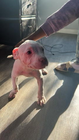 American Pit Bull Terrier – American pitbull terrier