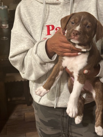 American Pit Bull Terrier – Super Loveable Puppy Needs Rehome